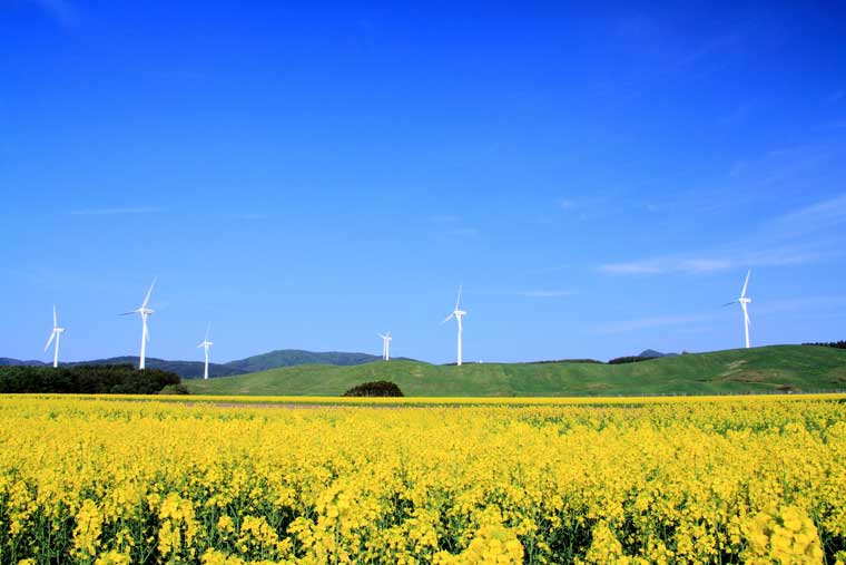 横浜町の丘陵地帯の菜の花