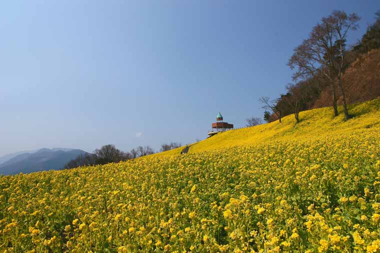 翠波高原の菜の花