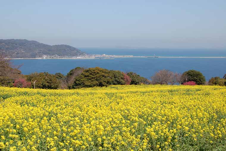 のこのしまアイランドパークの菜の花