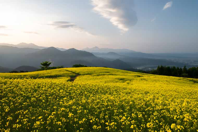 三ノ倉高原花畑