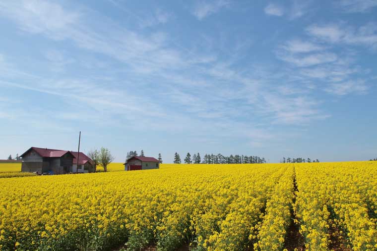 江部乙丘陵地の菜の花