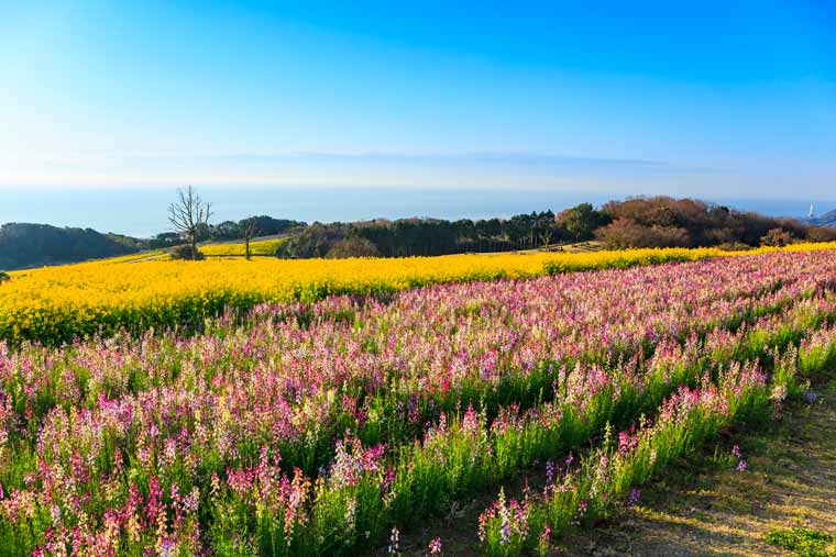 あわじ花さじきの菜の花