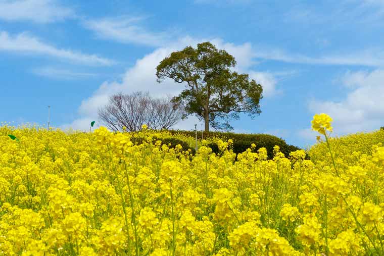 神戸総合運動公園の菜の花
