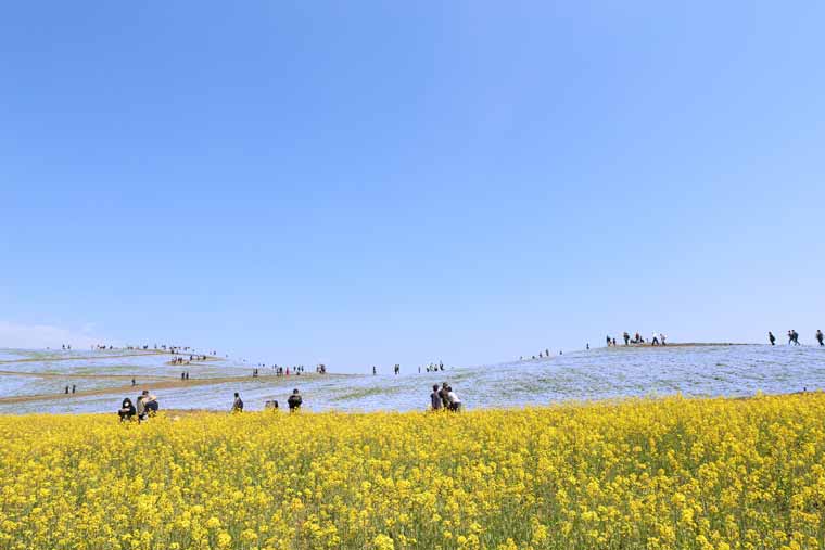 国営ひたち海浜公園の菜の花