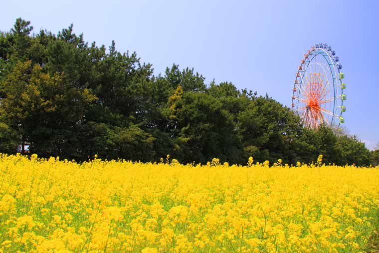 国営ひたち海浜公園の菜の花