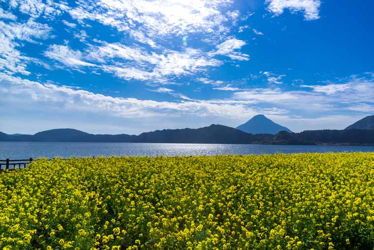 池田湖の菜の花