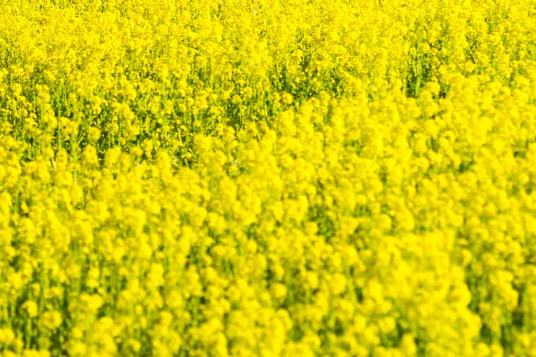 100万本の菜の花園