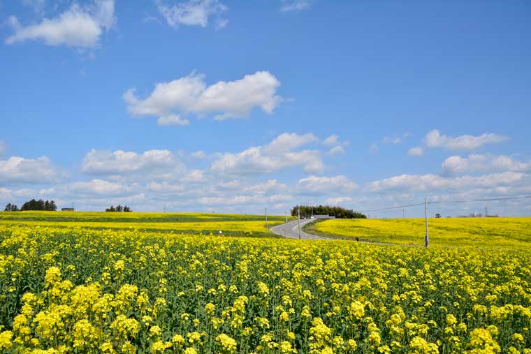 ひまわりの丘の菜の花