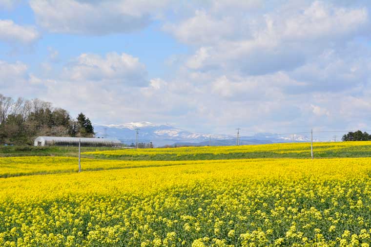 ひまわりの丘の菜の花