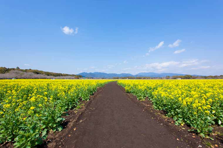 特別史跡公園 西都原古墳群（さいとばるこふんぐん）の菜の花