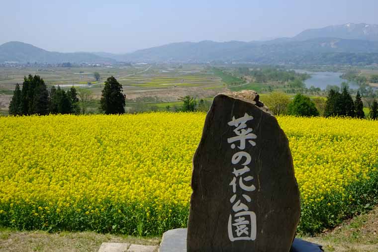 菜の花公園