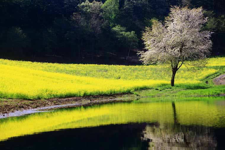 中山高原の菜の花