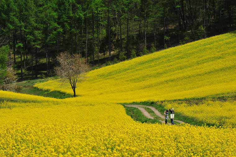中山高原の菜の花