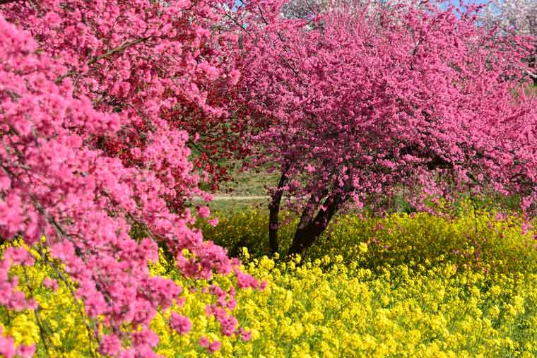 千曲川河川敷・千曲川河川公園（リバーサイドパーク）の菜の花