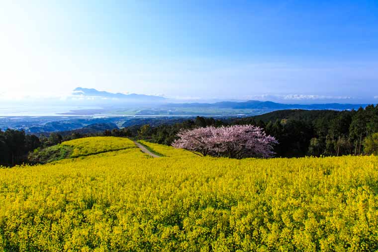 白木峰高原の菜の花