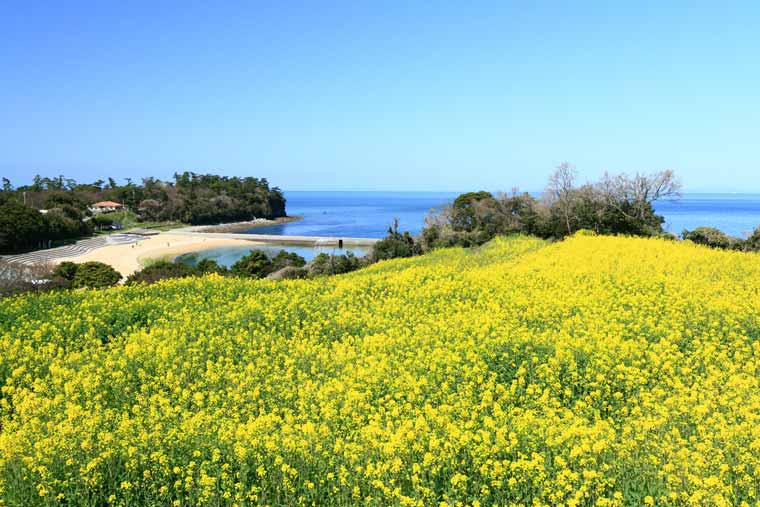 花とアートの岬 長崎鼻（長崎鼻リゾートキャンプ場）