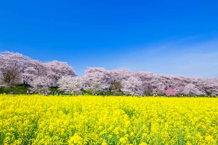 幸手権現堂桜堤の菜の花
