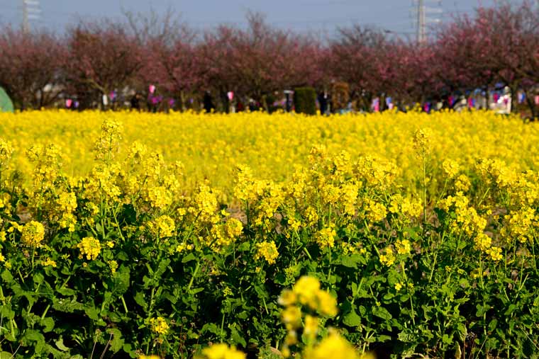 中川やしおフラワーパークの菜の花