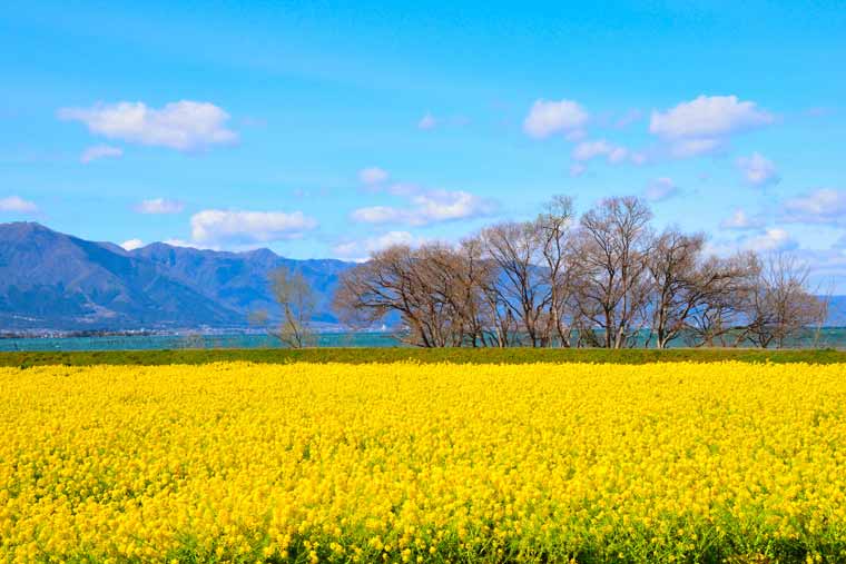 第1なぎさ公園の菜の花