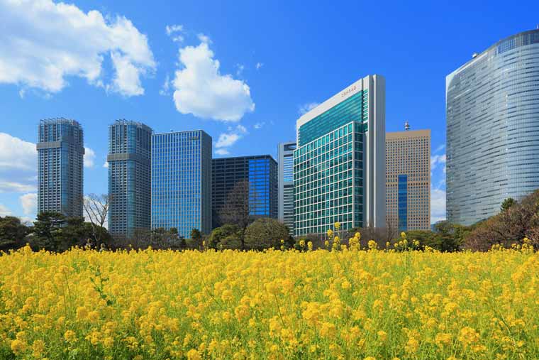 浜離宮恩賜庭園の菜の花