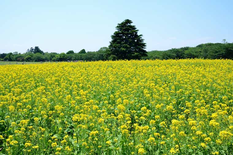国営昭和記念公園の菜の花