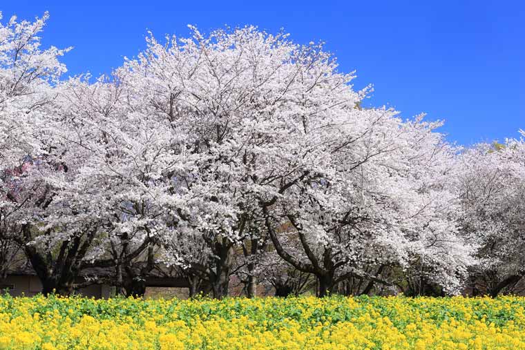 国営昭和記念公園の菜の花