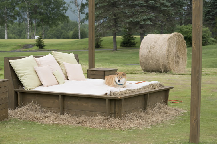 柴犬まるの北海道の旅