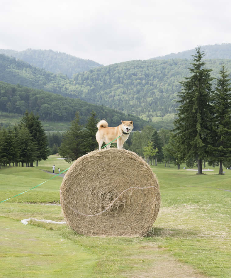 柴犬まるの北海道の旅