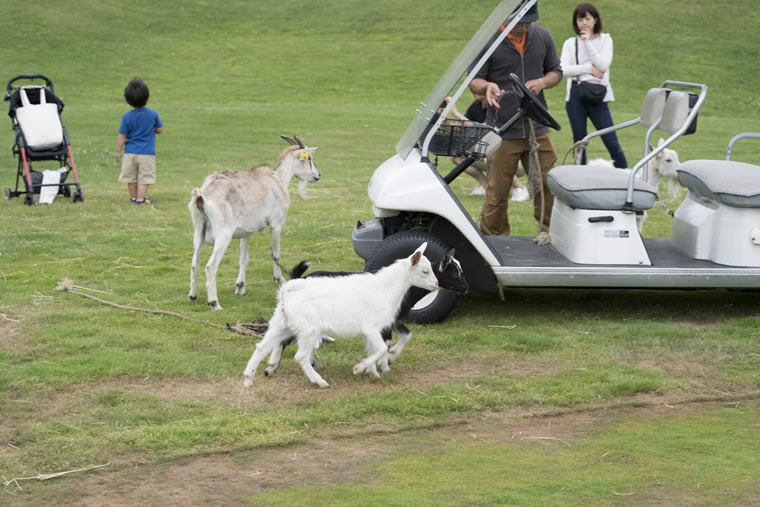 柴犬まるの北海道の旅