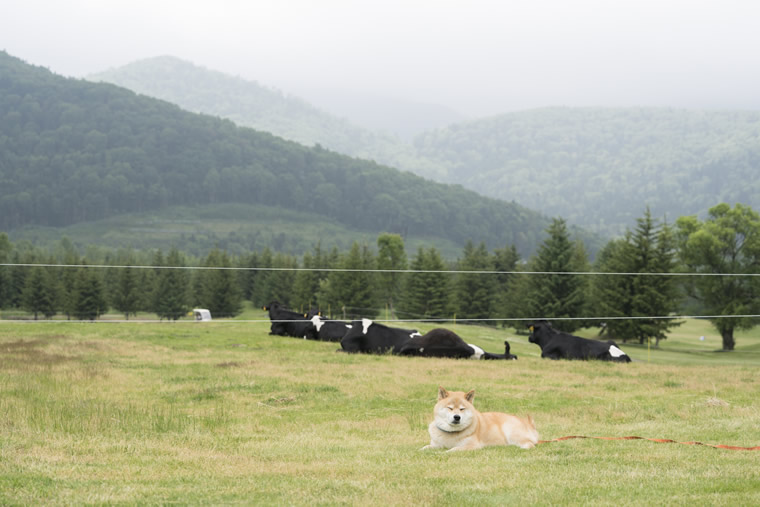 柴犬まるの北海道の旅