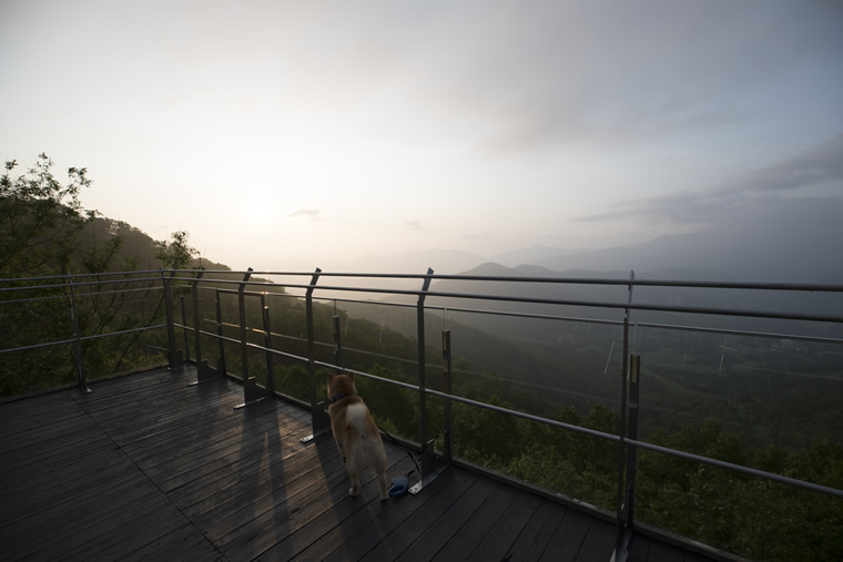 柴犬まるの北海道の旅