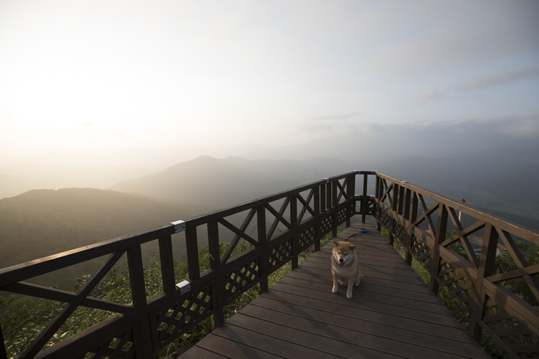 柴犬まるの北海道の旅