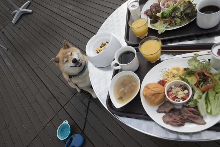 柴犬まるの北海道の旅