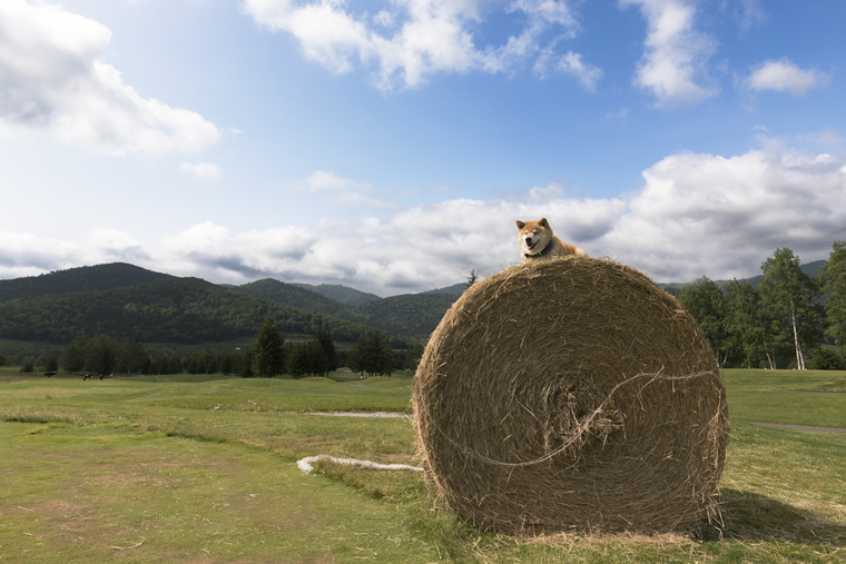 柴犬まるの北海道の旅