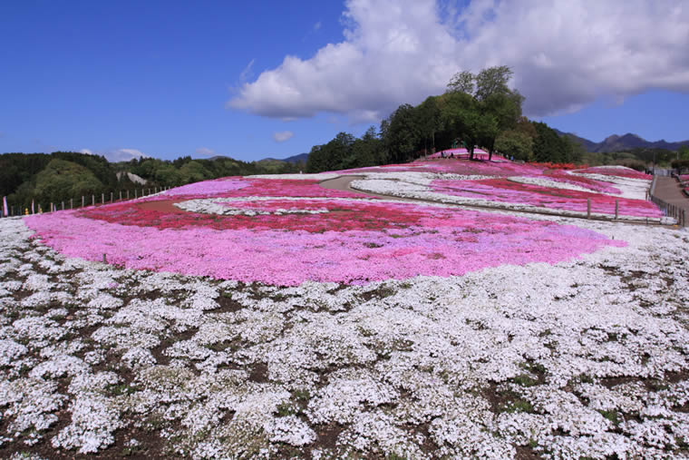 みさと芝桜公園
