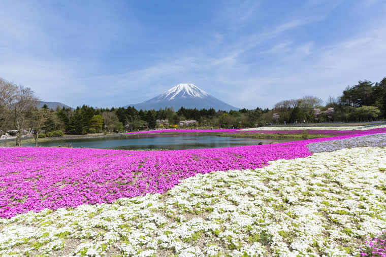 富士本栖湖リゾート