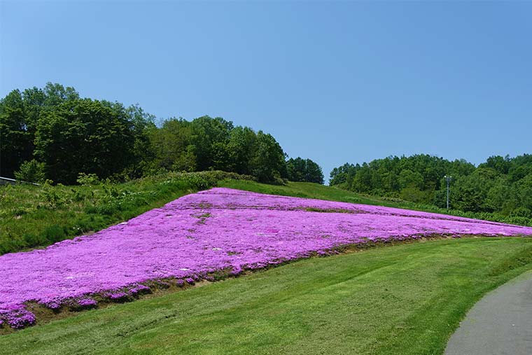 旭ヶ丘公園の芝桜
