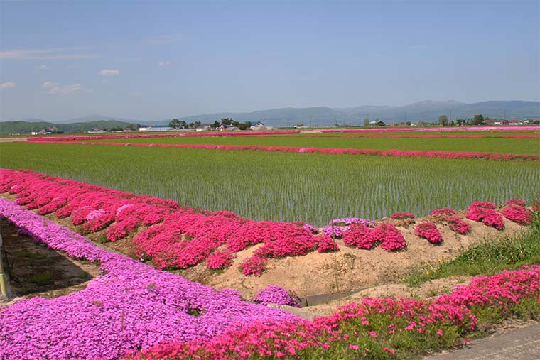 風連町瑞生地区の芝桜