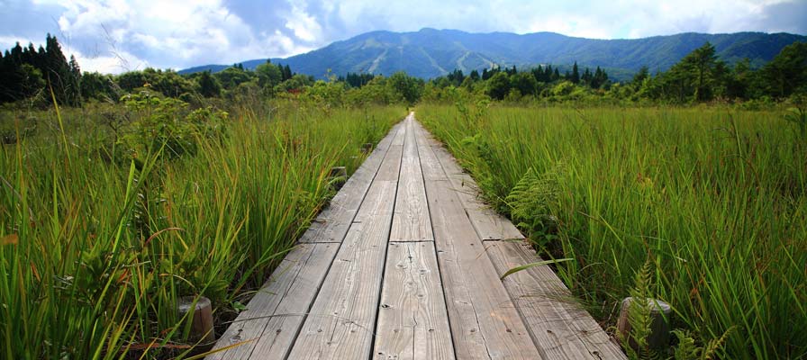 湿原の木道