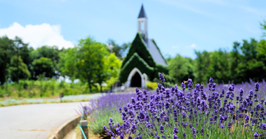 牧歌の里　ラベンダー