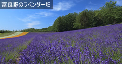 富良野のラベンダー畑