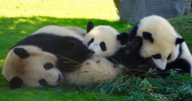 アドベンチャーワールド