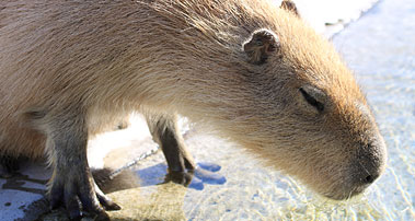 那須どうぶつ王国