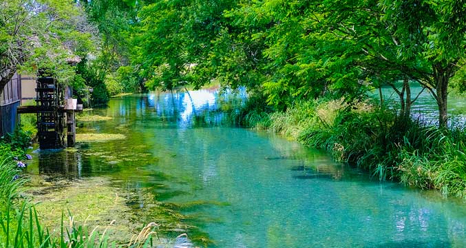 大王わさび農場
