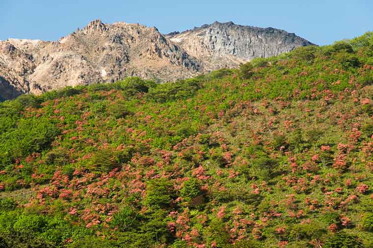 恵山つつじ公園