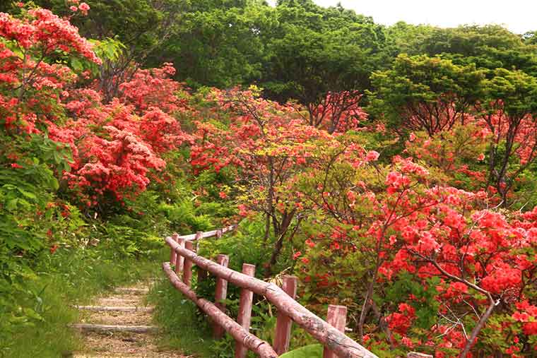 恵山つつじ公園