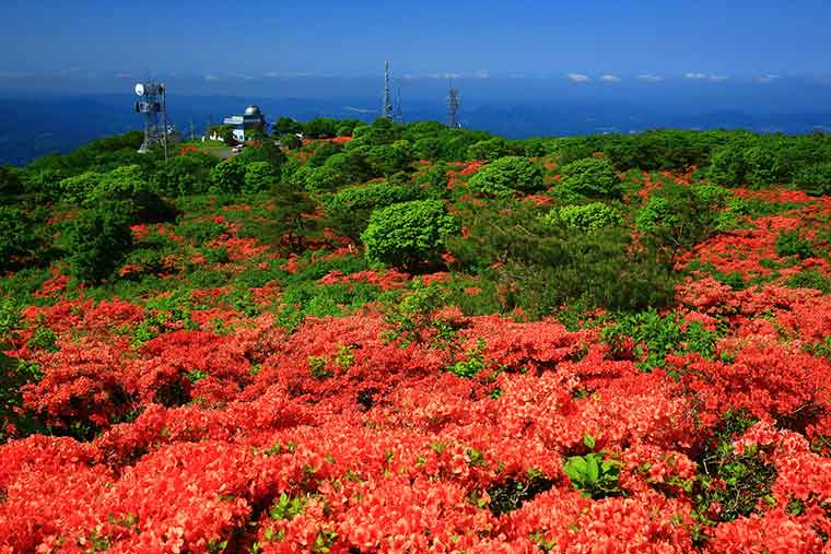 室根山のつつじ