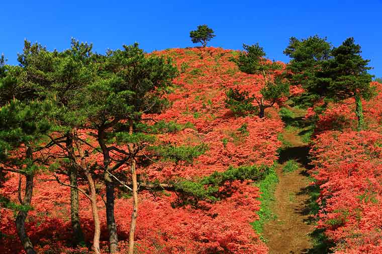 徳仙丈山のつつじ