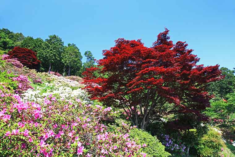 五大尊つつじ公園