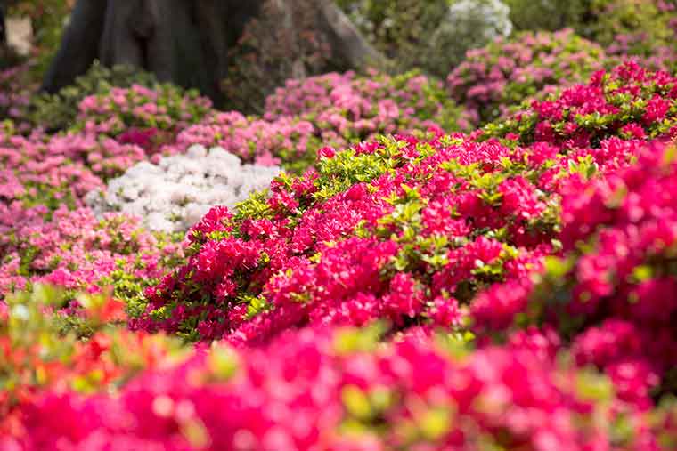 根津神社のつつじ